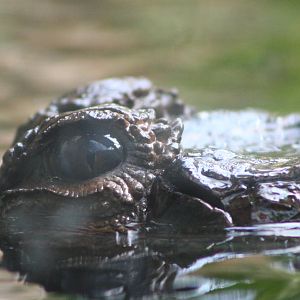 False Gharial @ Chester; 18.09.2015