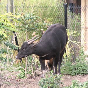 Lowland Anoa @ Chester; 18.09.2015