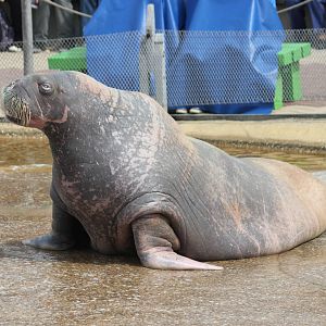Pacific walrus