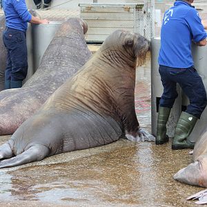 Pacific walrus