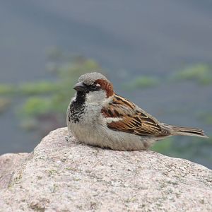 Very tame House sparrow