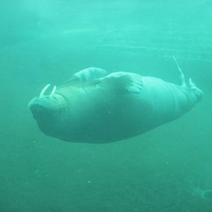 Pacific walrus