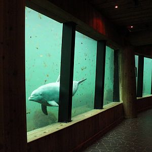 Underwater viewing for Common bottlenose dolphins