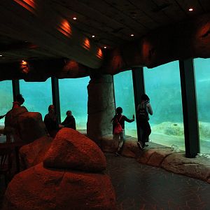Underwater viewing for Pacific walrus