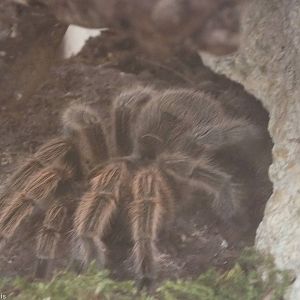 Grammostola rosea - 'The Fascinating World of Spiders and Scorpions' Exhibi