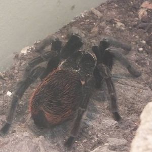 Brachypelma vagans - 'The Fascinating World of Spiders and Scorpions' Exhib