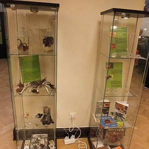 Display - 'The Fascinating World of Spiders and Scorpions' Exhibit
