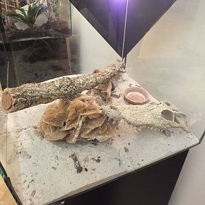 Example Enclosure - 'The Fascinating World of Spiders and Scorpions' Exhibi