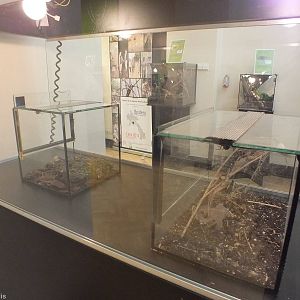 Example Enclosures - 'The Fascinating World of Spiders and Scorpions' Exhib