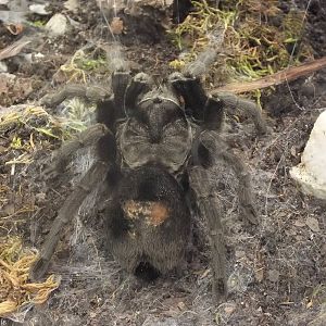 Grammostola pulchra - 'The Fascinating World of Spiders and Scorpions' Exhi