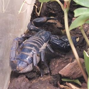 Pandinus Imperator - 'The Fascinating World of Spiders and Scorpions' Exhib