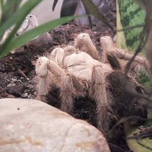 Aphonopelma chalcodes - 'The Fascinating World of Spiders and Scorpions' Ex