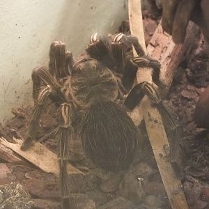 Lasiodorides striatus - 'The Fascinating World of Spiders and Scorpions' Ex