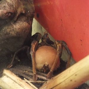 Theraphosa stirmi - 'The Fascinating World of Spiders and Scorpions' Exhibi