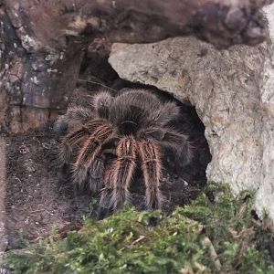 Grammostola rosea - 'The Fascinating World of Spiders and Scorpions' Exhibi