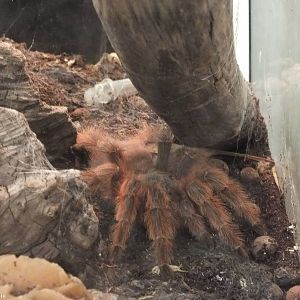 Nhandu vulpinus - 'The Fascinating World of Spiders and Scorpions' Exhibit