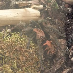 Cyclosternum fasciatum - 'The Fascinating World of Spiders and Scorpions' E