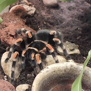 Brachyphelma auratum - 'The Fascinating World of Spiders and Scorpions' Exh