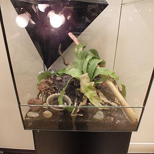 Example Enclosure - 'The Fascinating World of Spiders and Scorpions' Exhibi