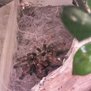 Ceratogyrus darlingi - 'The Fascinating World of Spiders and Scorpions' Exh