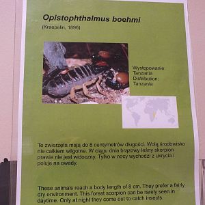 Signage Style - 'The Fascinating World of Spiders and Scorpions' Exhibit