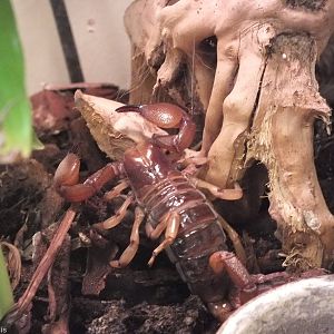 Opistophthalmus boehmi - 'The Fascinating World of Spiders and Scorpions' E