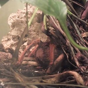 Grammostola aureostriata - 'The Fascinating World of Spiders and Scorpions'