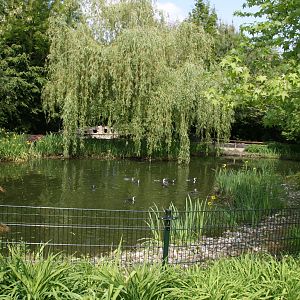 African penguin exhibit