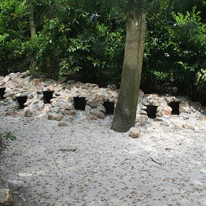 African penguin nestboxes