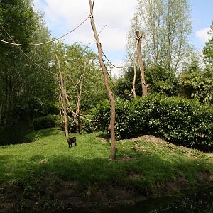New Lion-tailed macaque exhibit