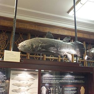 Latimeria Chalumnae Model - Warsaw Museum of Evolution