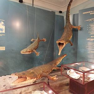 Display - Warsaw Museum of Evolution