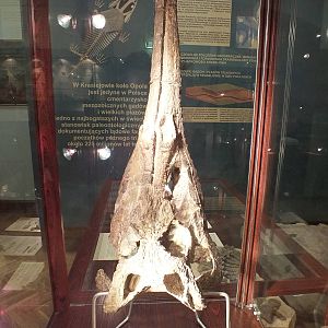 Paleorhinus arenaceus - Warsaw Museum of Evolution