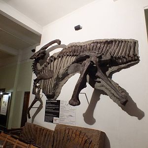 Parasaurolophus walkeri - Warsaw Museum of Evolution