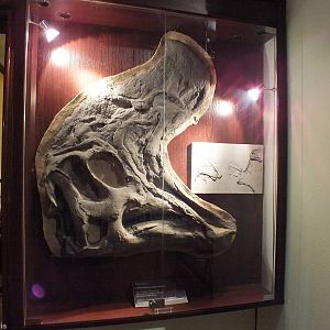 Lambosaurus magnicristatus - Warsaw Museum of Evolution