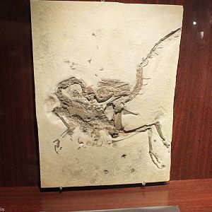 Compsognathus longipes - Warsaw Museum of Evolution