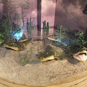Models of Tiktaalik - Warsaw Museum of Evolution
