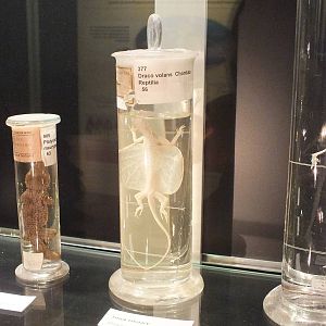 Draco volans - Warsaw Museum of Evolution