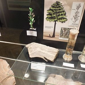 Archaeopteris Display - Warsaw Museum of Evolution