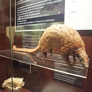 White-bellied Pangolin - Warsaw Museum of Evolution