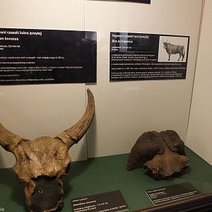 Smertibos etruscus (left) and Ovibos moschatus (right) - Warsaw Museum of E
