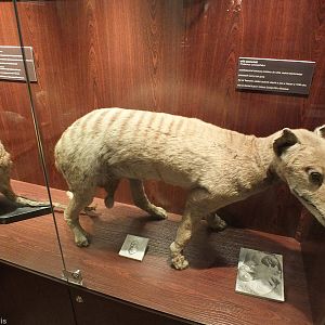Thylacine - Warsaw Museum of Evolution