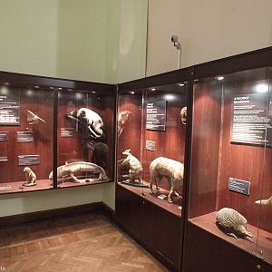 Display of Monotremes (right), Marsupials (centre) and Placental Mammals (l