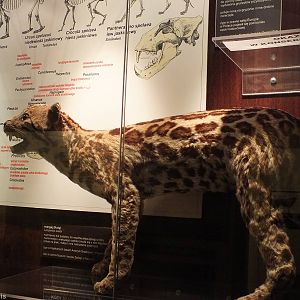 Margay - Warsaw Museum of Evolution