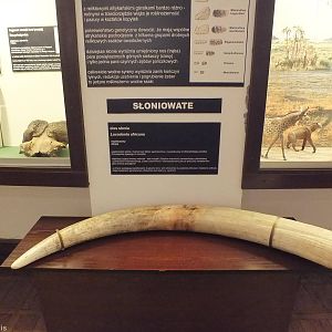 African Elephant Tusk- Warsaw Museum of Evolution