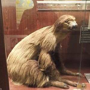Linnaeus's two-toed sloth - Warsaw Museum of Evolution