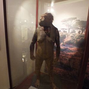 Model Australopithecus afarensis - Warsaw Museum of Evolution