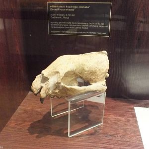 Eomellivora wimani - Warsaw Museum of Evolution