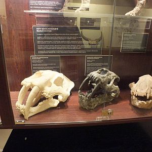 Smilodon fatalis and Homotherium nestianum - Warsaw Museum of Evolution