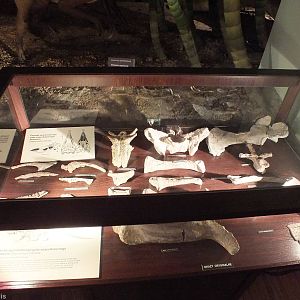 Stagonolepis olenkae bones - Warsaw Museum of Evolution